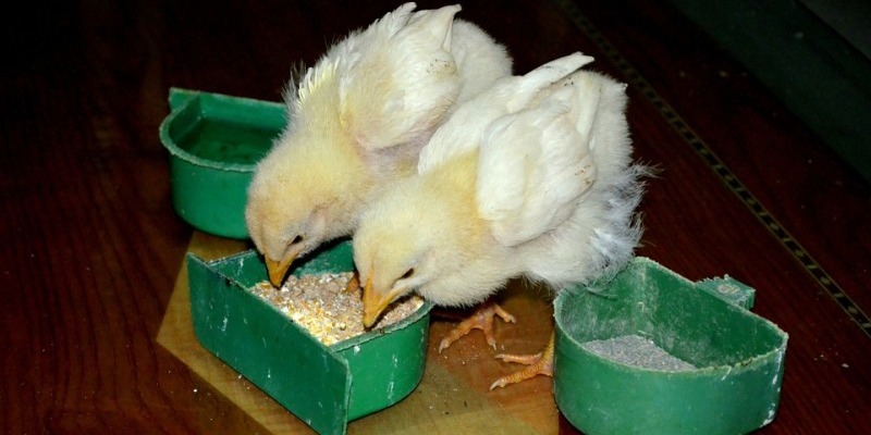 Jurus Jitu Memilih DOC Ayam Broiler Berkualitas