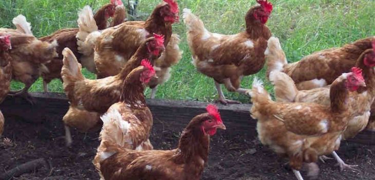 Suplier dan Pemasok Daging Ayam di Yogyakarta dan Jawa Tengah