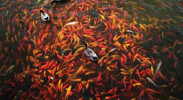Analisis Usaha Budidaya Ikan Konsumsi yang Menguntungkan